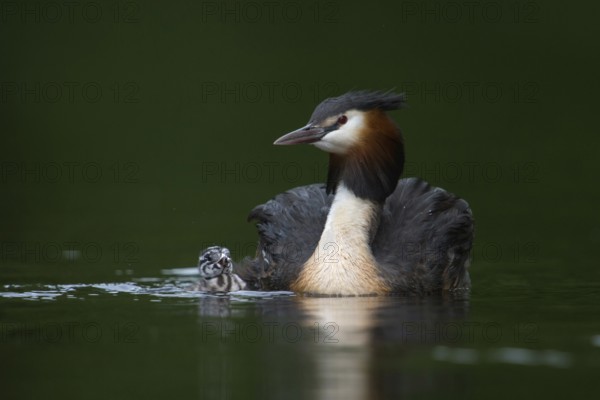 Mum is the biggest... Great Crested Grebe (Podiceps Scalloped ribbonfish), native water bird, adult bird together with swimming young bird, frontal shot from low perspective at eye level, emotional picture, series animal children, water birds, native nature, Lower Rhine, Rhineland, North Rhine-Westphalia, Germany, Western Europe