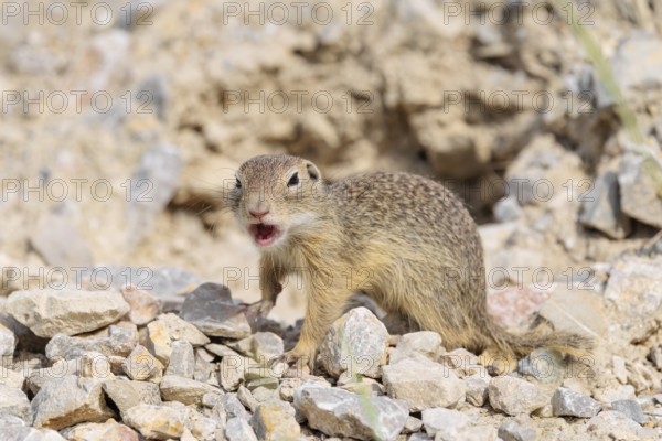 A young European ground squirrel (Spermophilus citellus) or European souslik stands on a gravel hill close to its den