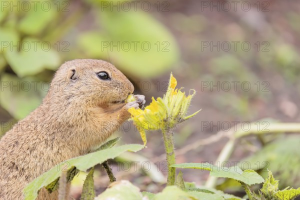 A European ground squirrel (Spermophilus citellus) or European souslik stands in an agricultural field and eats from the blossoms