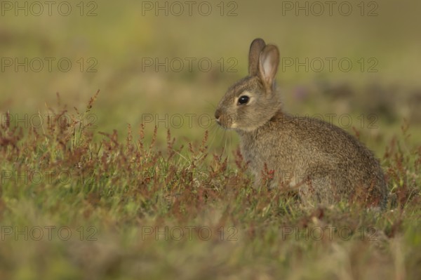 European rabbit (Oryctolagus cuniculus) adult animal amongst red flowers in grassland, England, United Kingdom