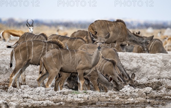 Greater kudu (Tragelaphus strepsiceros), herd, drinking at waterhole, Nxai Pan National Park, Botswana