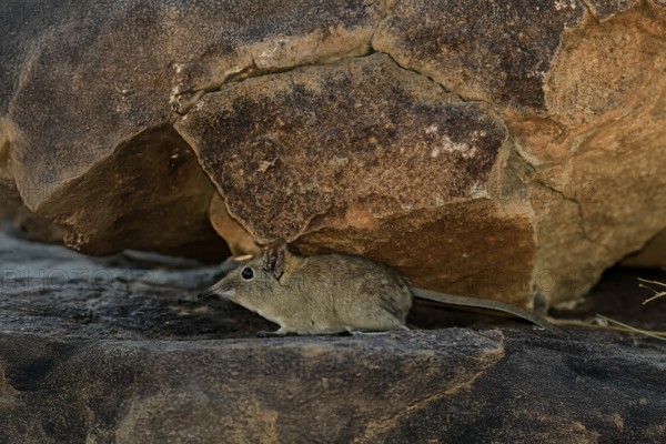 Short-eared elephant shrew (Macroscelides probosideus), adult, foraging, Mountain Zebra National Park, Eastern Cape, South Africa