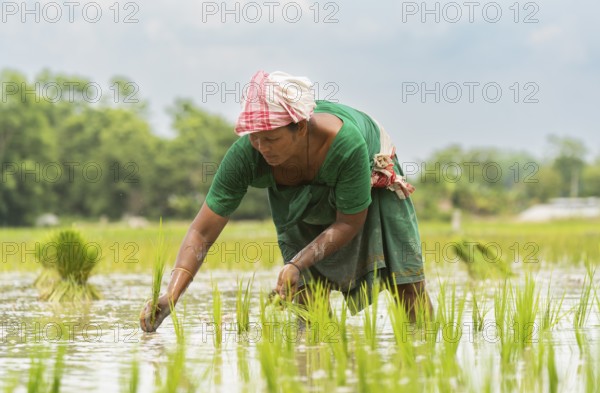 BAKSA, INDIA- JULY 12: A tribal woman transplant rice seedlings in a waterlogged paddy field in Baksa, India on July 12, 2025