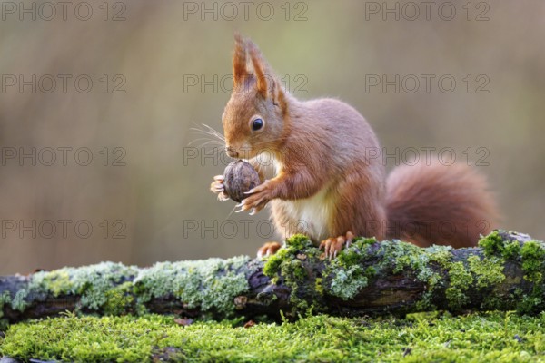 Squirrel (Sciurus), Germany