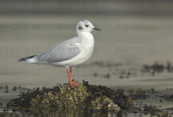 Bonaparte's Gull (Chroicocephalus philadelphia), British Columbia, Canada