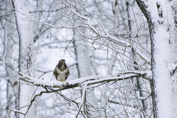 Common Buzzard (Buteo buteo), North Rhine-Westphalia, Germany