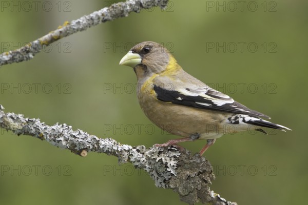 Evening Grosbeak (Hesperiphona vespertina) female, British Columbia, Canada