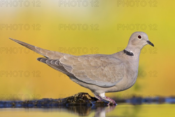 Eurasian Collared Dove (Streptopelia decaocto), Rhineland-Palatinate, Germany