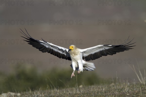 Egyptian Vulture (Neophron percnopterus) flying, Castile-La Mancha, Spain