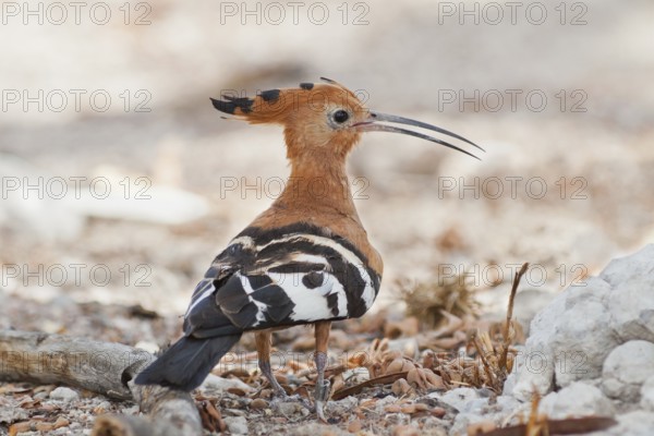 African Hoopoe (Upupa africana), Namibia