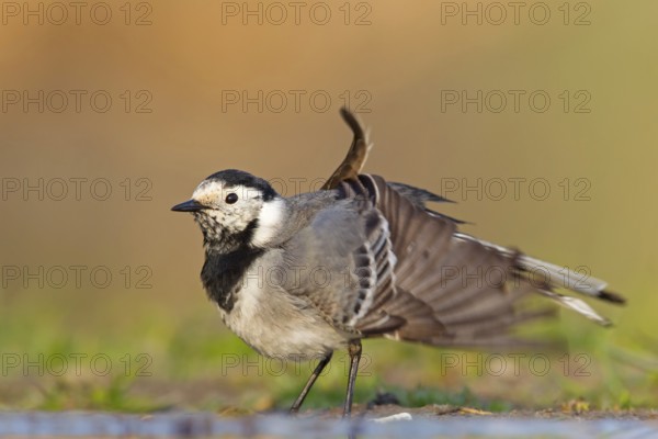 White Wagtail (Motacilla alba), Rhineland-Palatinate, Germany