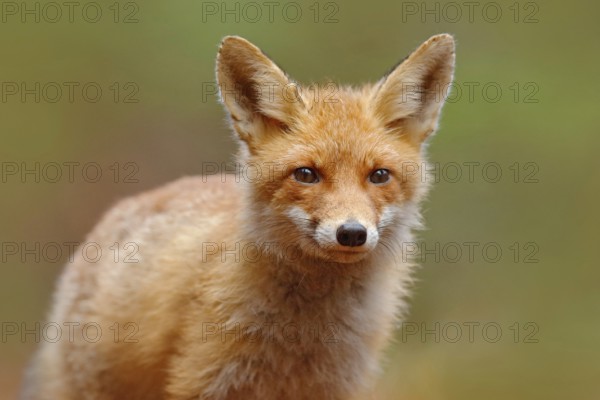 Red Fox, Vulpes vulpes, cute portrait of orange animal at green forest