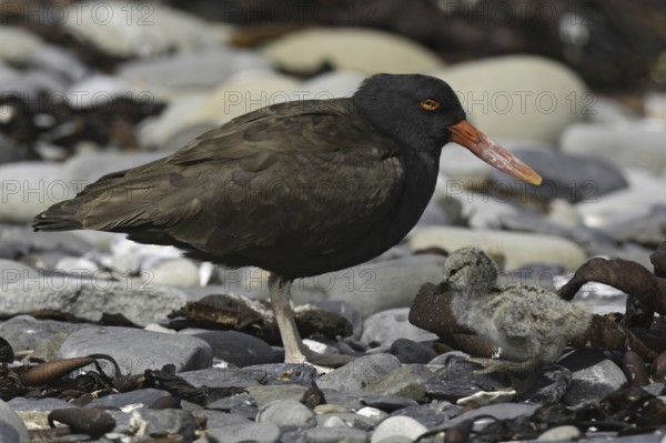 Blackish Oystercatcher (Haematopus ater), Falkland Islands