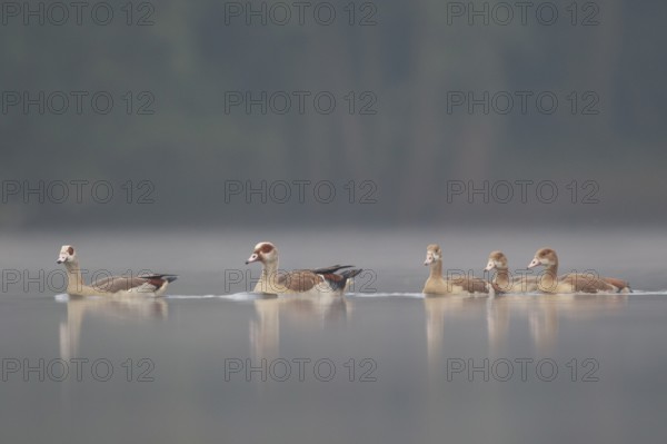 Egyptian Goose (Alopochen aegyptiaca) pair with young on water, North Rhine-Westphalia, Germany