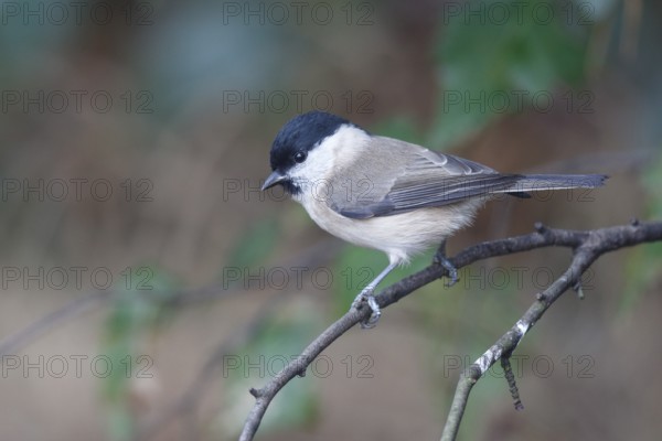 Marsh Tit (Poecile palustris) perched on a branch, North Rhine-Westphalia, Germany