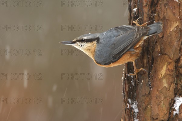 Eurasian Nuthatch (Sitta europaea), Utrecht, Netherlands