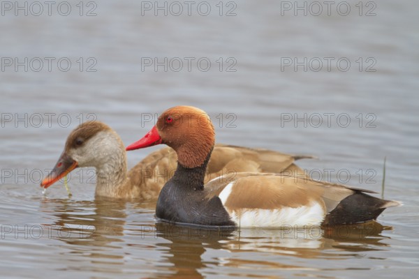 Red-crested Pochard (Netta rufina) pair, Mallorca, Spain