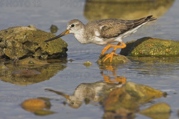 Terek Sandpiper (Xenus cinereus), Oman