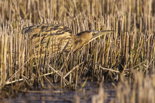 Eurasian Bittern (Botaurus stellaris) male, Vila Franca de Xira, Portugal