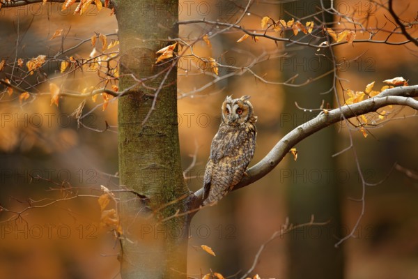 Owl in orange forest, yellow leaves. Long-eared Owl with orange oak leaves during autumn. Wildlife scene fro nature, Sweden. Animal in fall habitat. Orange oak leaves with beautiful bird