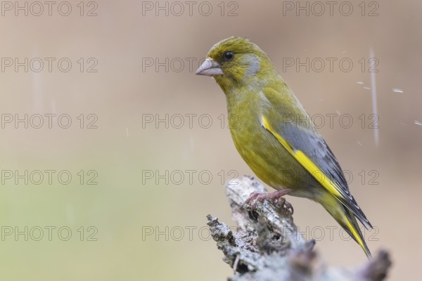European Greenfinch (Chloris chloris) male, Lower Saxony, Germany