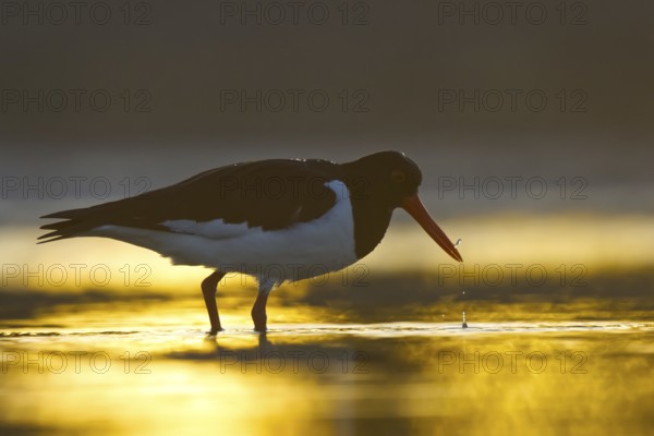 Eurasian Oystercatcher (Haematopus ostralegus), North Rhine-Westphalia, Germany