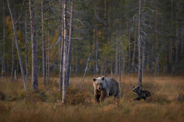 Bear hidden in yellow forest. Autumn trees with bear, mirror reflection. Beautiful brown bear walking around lake, fall colors