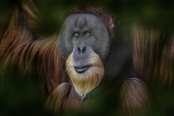 Sumatran orangutan, Pongo abelii, Critically endangered ape monkey, and found only in north Indonesian island, Sumatra in Indonesia. Wild animal, wildlife nature