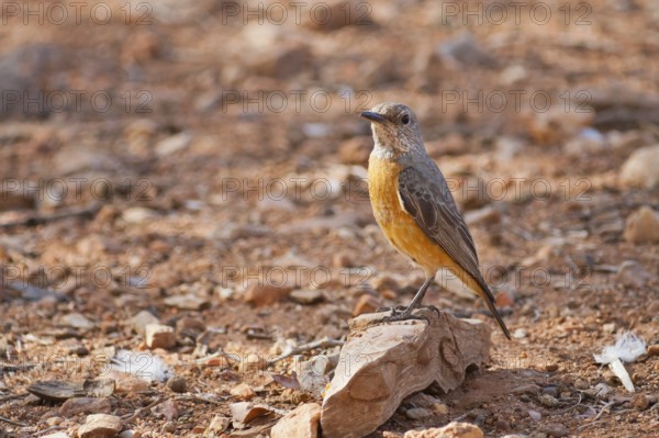 Short-toed Rock Thrush (Monticola brevipes) female, Namibia