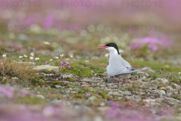 Arctic Tern, Sterna paradisaea, white bird with black cap, with Arctic landscape in background, Svalbard, Norway. Wildlife scene with bird from Svalbard. Pink flowers with bird