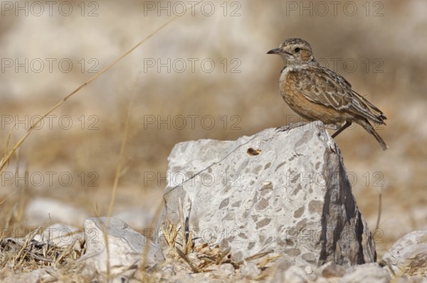 Spike-heeled Lark (Chersomanes albofasciata), Etosha National Park, Oshikoto, Namibia