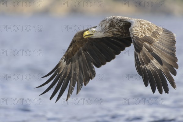 White-tailed Eagle (Haliaeetus albicilla) flying, Nord-Trondelag, Norway