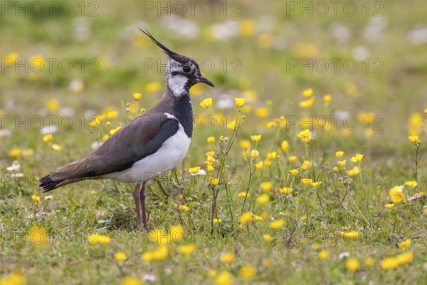 Northern Lapwing (Vanellus vanellus), Lower Saxony, Germany