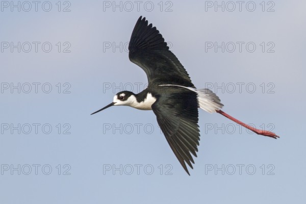 Black-necked Stilt (Himantopus mexicanus) flying over a marsh in central Washington State, USA