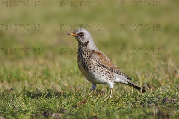 Fieldfare (Turdus pilaris), Wales, United Kingdom