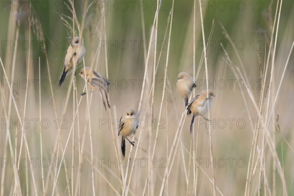 Bearded Reedling (Panurus biarmicus) juveniles in reed bed, Mecklenburg-Western Pomerania, Germany