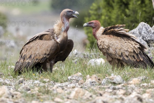 Griffon Vulture (Gyps fulvus), Castile and Leon, Spain