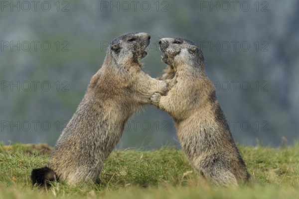 Alpine Marmot (Marmota marmota) two adult playing and fighting, High Tauern National Park, Carinthia, Austria