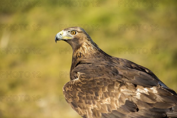 Golden Eagle (Aquila chrysaetos) female, Andalusia, Spain