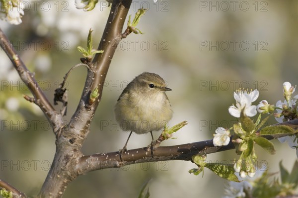 Common Chiffchaff (Phylloscopus collybita), Saxony, Germany