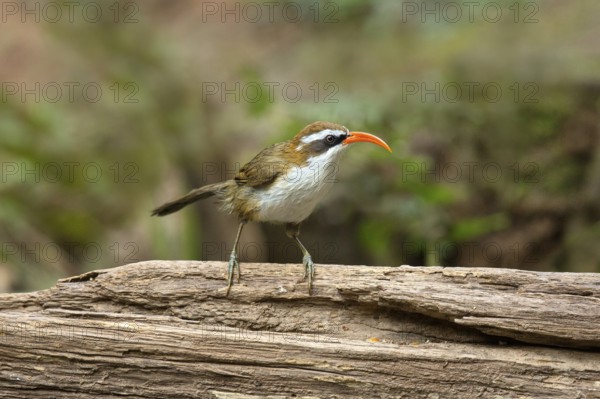 Red-billed Scimitar Babbler (Pomatorhinus ochraceiceps), Yunnan, China