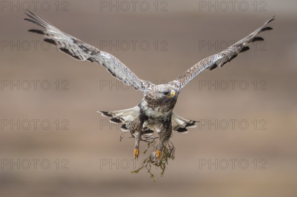 Rough-legged Buzzard (Buteo lagopus) flying, Finnmark, Norway