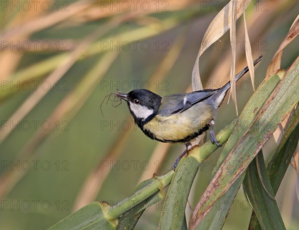 Great Tit (Parus major) with spider in its beak, France