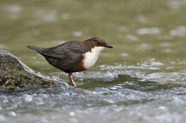 White-throated Dipper (Cinclus cinclus) foraging, North Rhine-Westphalia, Germany