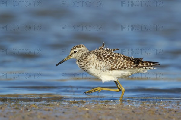 Wood Sandpiper (Tringa glareola) foraging, Lesvos, Greece
