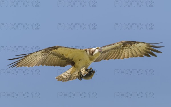 Fischadler (Pandion haliaetus) im Flug mit Beute