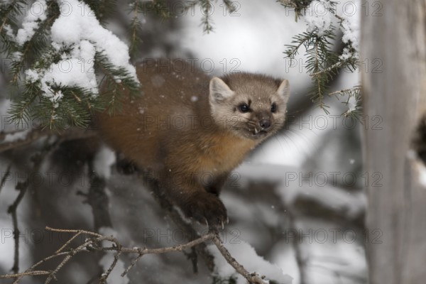 American Marten (Martes americana) climbing in tree, Yellowstone National Park, USA