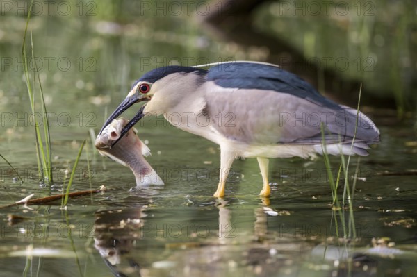 Black-crowned Night Heron (Nycticorax nycticorax) with fish prey in beak, Subotica, Serbia