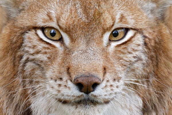 Lynx, detail face portrait with beautiful eyes. Cute fur of Eurasian lynx, animal in habitat. Wild cat from Germany. Close-up detail portrait. Lynx in orange autumn forest. Wildlife scene from nature