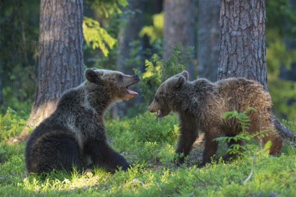Eurasian Brown Bear (Ursus arctos) two cubs play fighting in forest, Finland